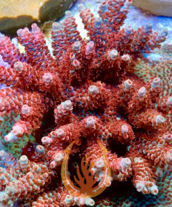 DCR ATL Joleen Acropora Coral