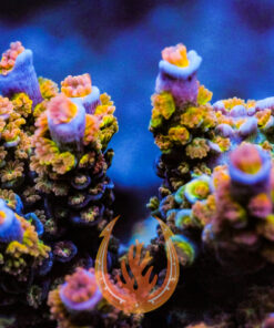 DCR Ballbuster Acropora Coral