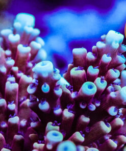 DCR RRC Pink Caddilac Acropora Coral