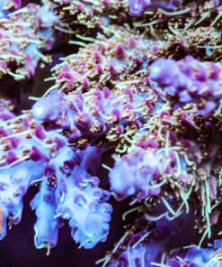 DCR SG Muppets Acropora Coral