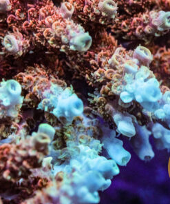 DCR TSA Bill Murray Acropora Coral