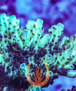 DCR UC Gatorade Acropora Coral