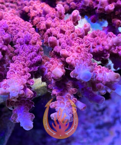 DCr CB Maleficent Acropora Coral