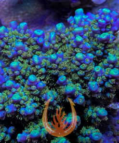 DCR Blue Angel Acropora Coral