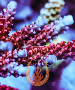 DCR TGC CRazy Eyes Acropora Coral