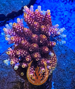 DCR TSA Fruity Pebbles Acropora Coral