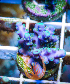 DCR Blue Angel Acro Coral